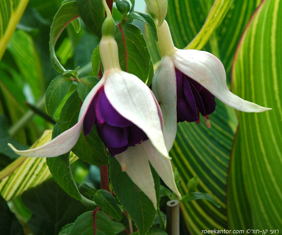 פוקסית הכלאיים 'בלו סאטן' Fuchsia hybrida 'Blue Satin'