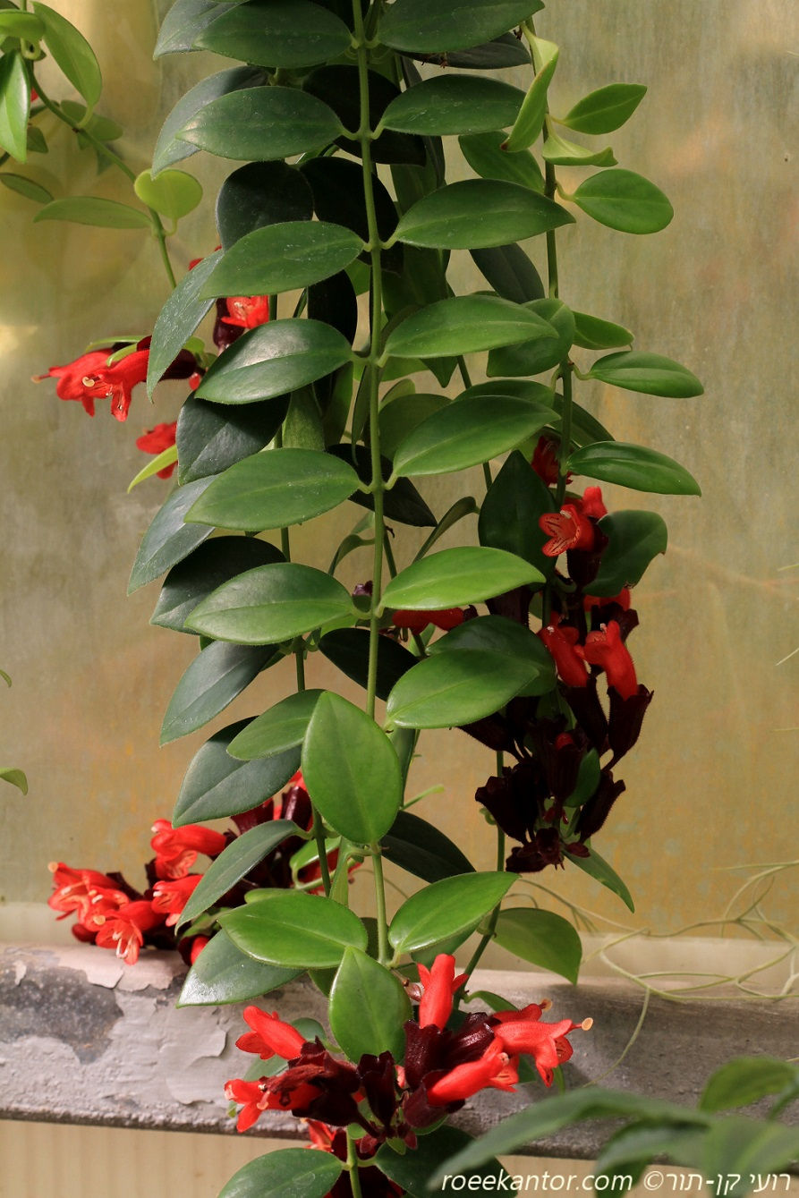 אשיננטוס 'מונה ליזה' Aeschynanthus 'Mona Lisa'