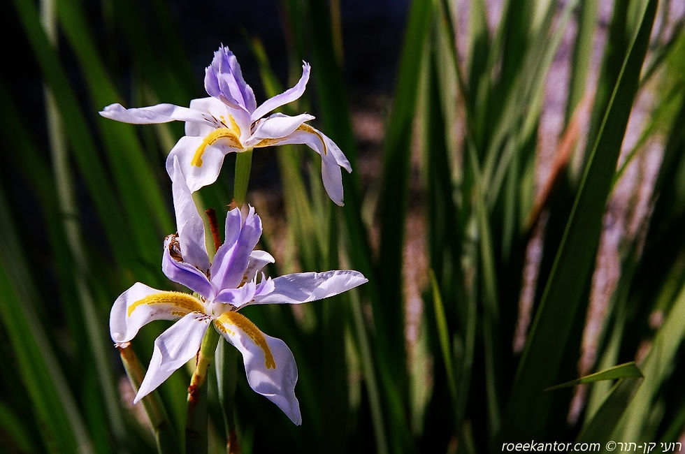 דיאטס גדול פרחים Diates grandiflora