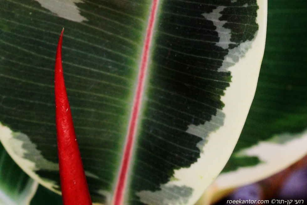 פיקוס גומי 'מגוון' Ficus elastica