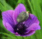 כלנית מצויה Anemone coronaria 20