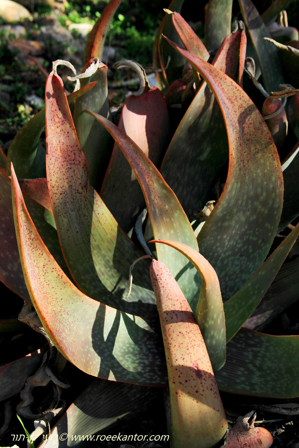 אלוי בורי Aloe buhrii