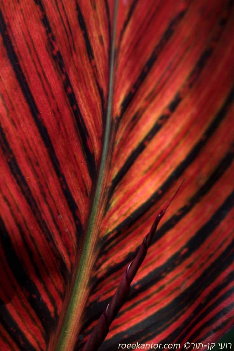 קנה הודית 'עלה אדום' Canna indica 'Purpurea'
