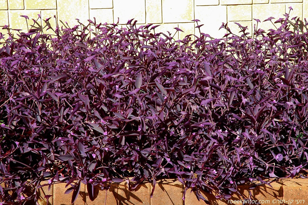 יהודי נודד ארגמני 'סגול' Tradescantia pallida 'Purpurea'