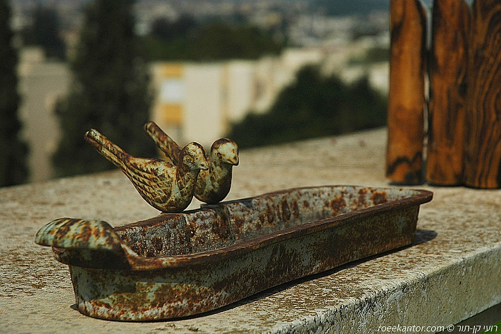בריכת ציפורים.