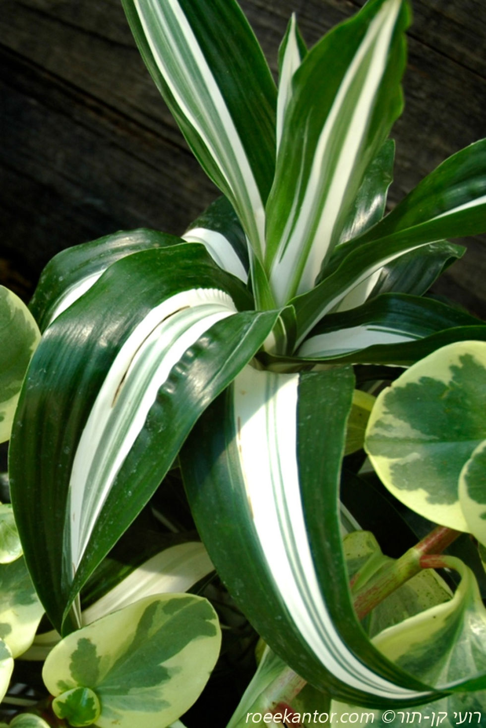 דרקונית דרמית Dracena deremensis