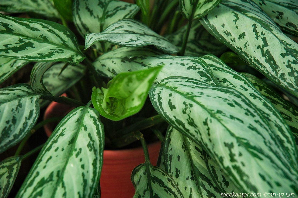 אגלאונמה 'סילבר קווין' Aglaonema 'Silver Queen'