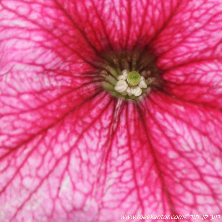 פטוניה Petunia