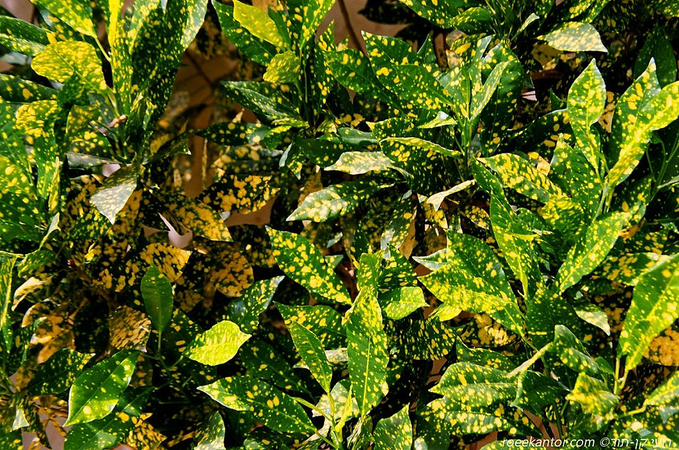 קודן מגוון 'גולד סאן' Cadiaeum pictum 'Gold Sun'