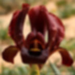 אירוס ירוחם Iris hieruchamensis