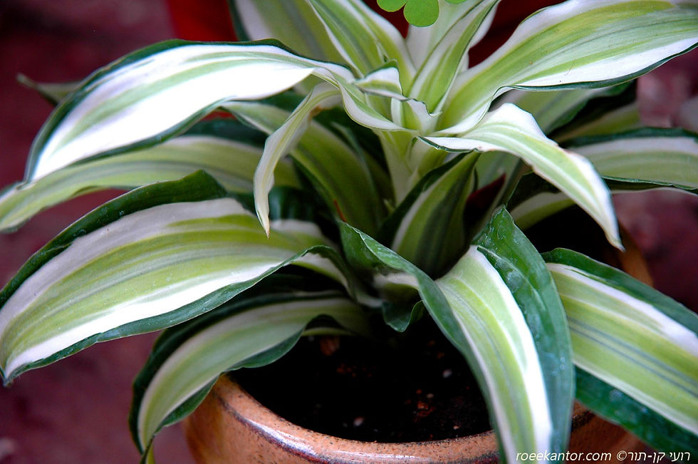 דרקונית דרמית 'ג'ייד ג'ול' Dracena deremensis 'Jade Jewel'