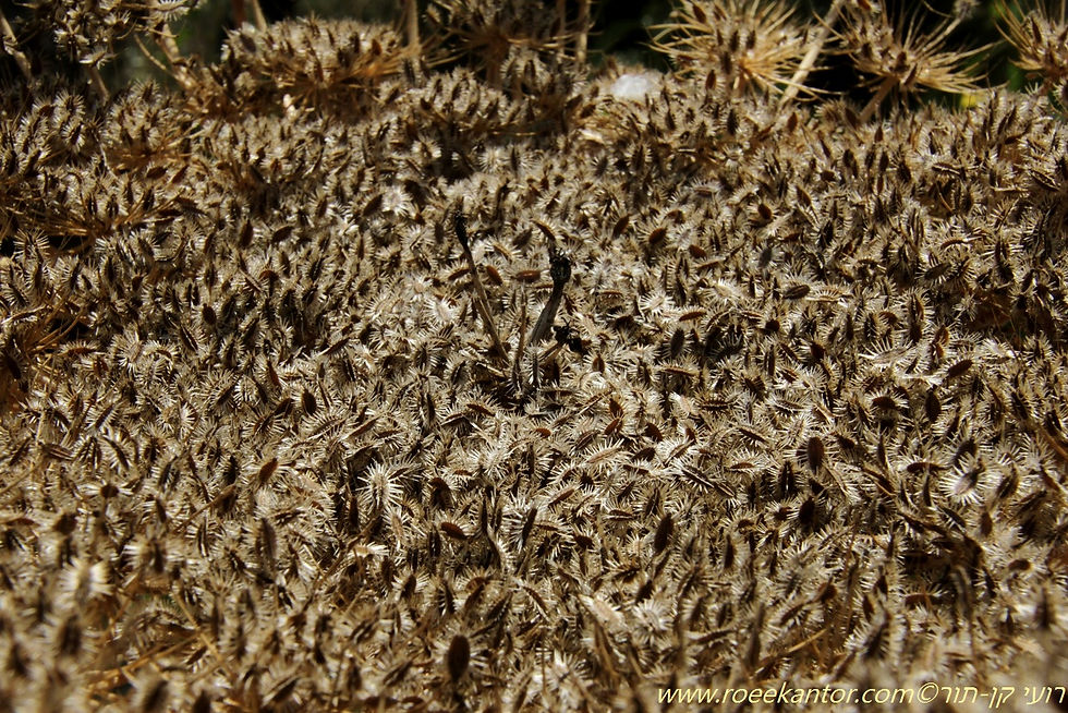גזר קפח Daucus carota