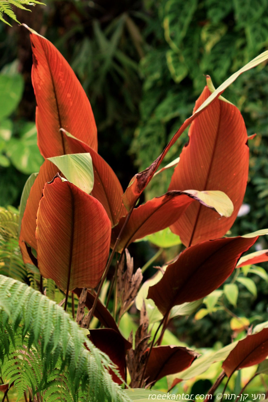 פליוסטכיה מאובקת Pleiostachya pruinosa