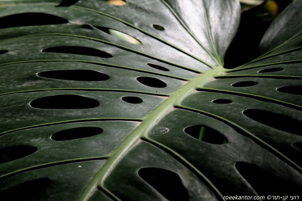 מונסטרה נאה Monstera deliciosa