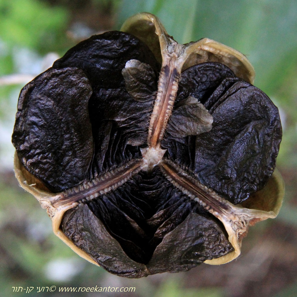 היפאסטרום מכלוא Hippeastrum hybrid 7
