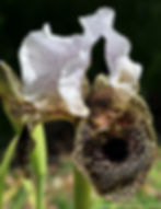 אירוס נצרתי Iris bismarkiana