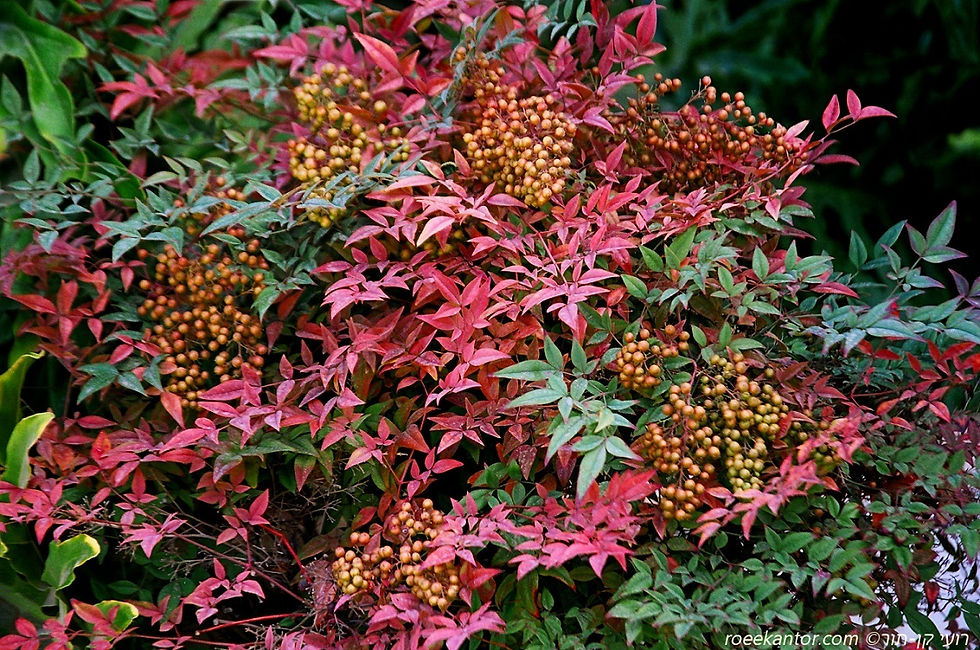 ננדינה תרבותית Nandina domestica