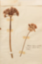 שום אשרסון (שמאל) Allium aschersonianum שום ורוד (ימין) Allium roseum