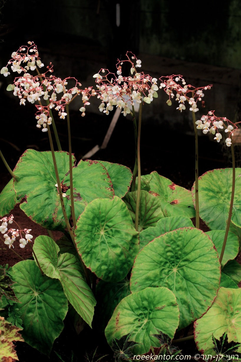 בגוניה Begonia