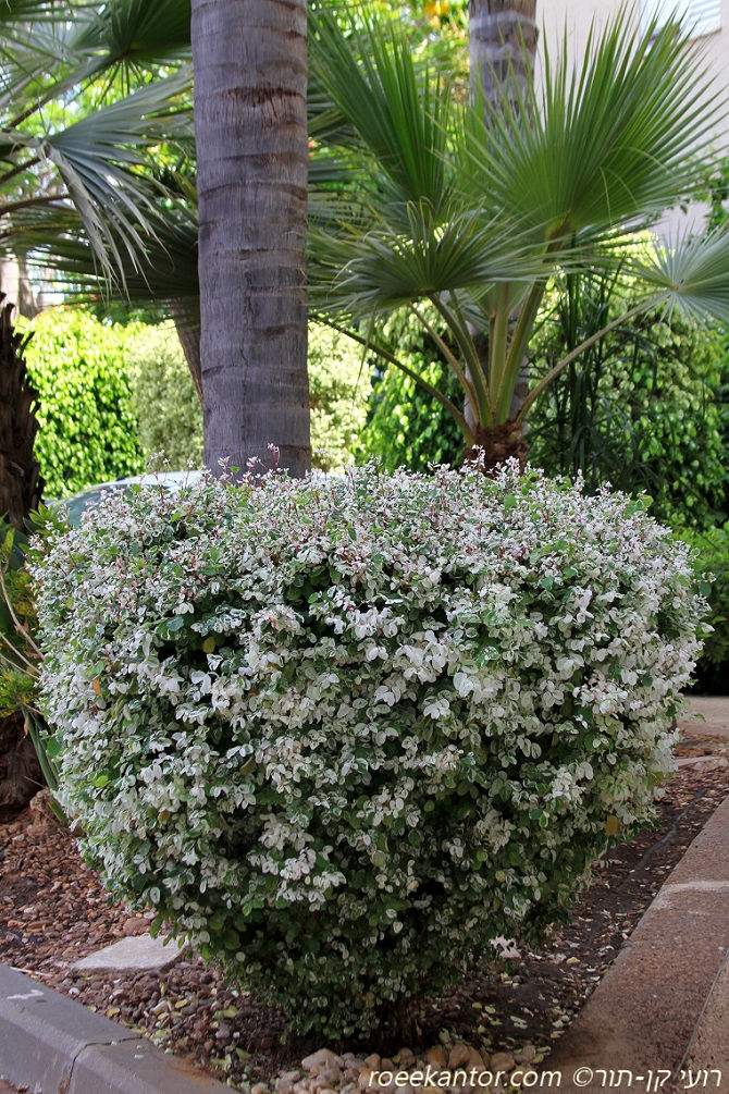בראיניה לבנה 'ננסי' Breynia nivosa 'Nana'