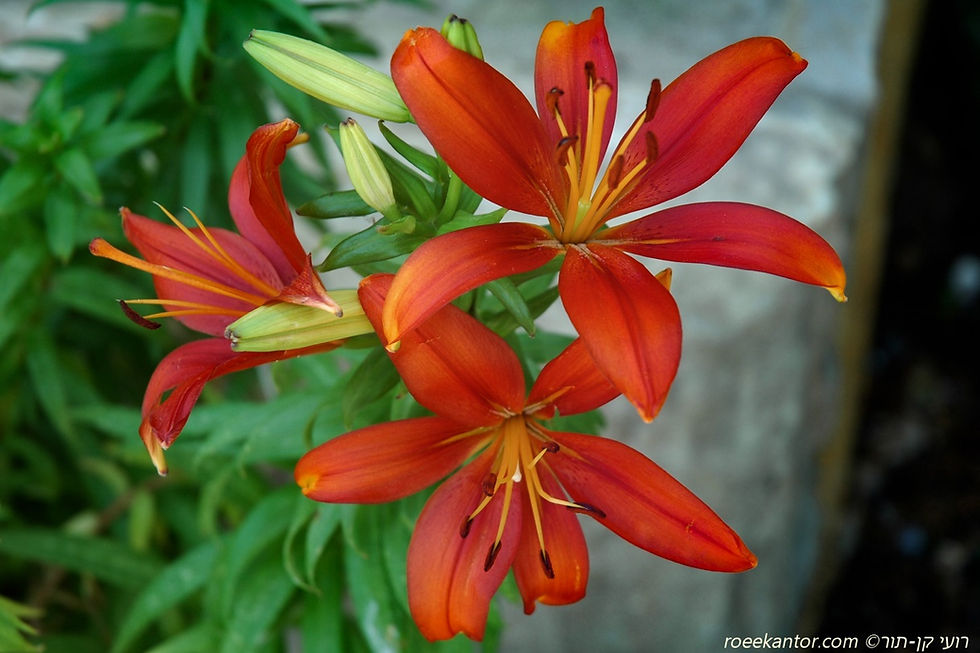 שושן מזרחי Lilium orientalis
