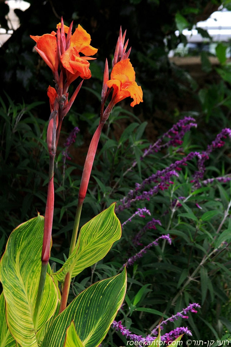 קנה הודית 'פרטוריה' Canna indica 'Pretoria'