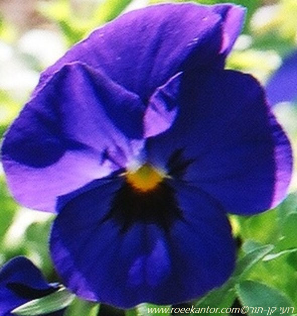 סיגל- אמנון ותמר Viola