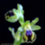 דבורנית צהובה Ophrys galilaea