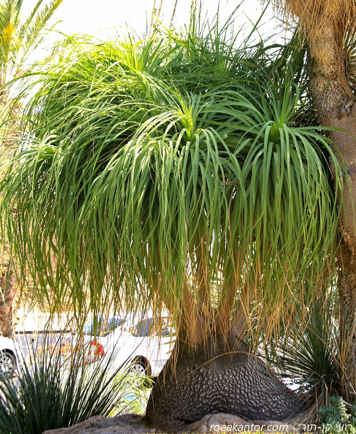 נולינה מופשלת Nolina recurvata
