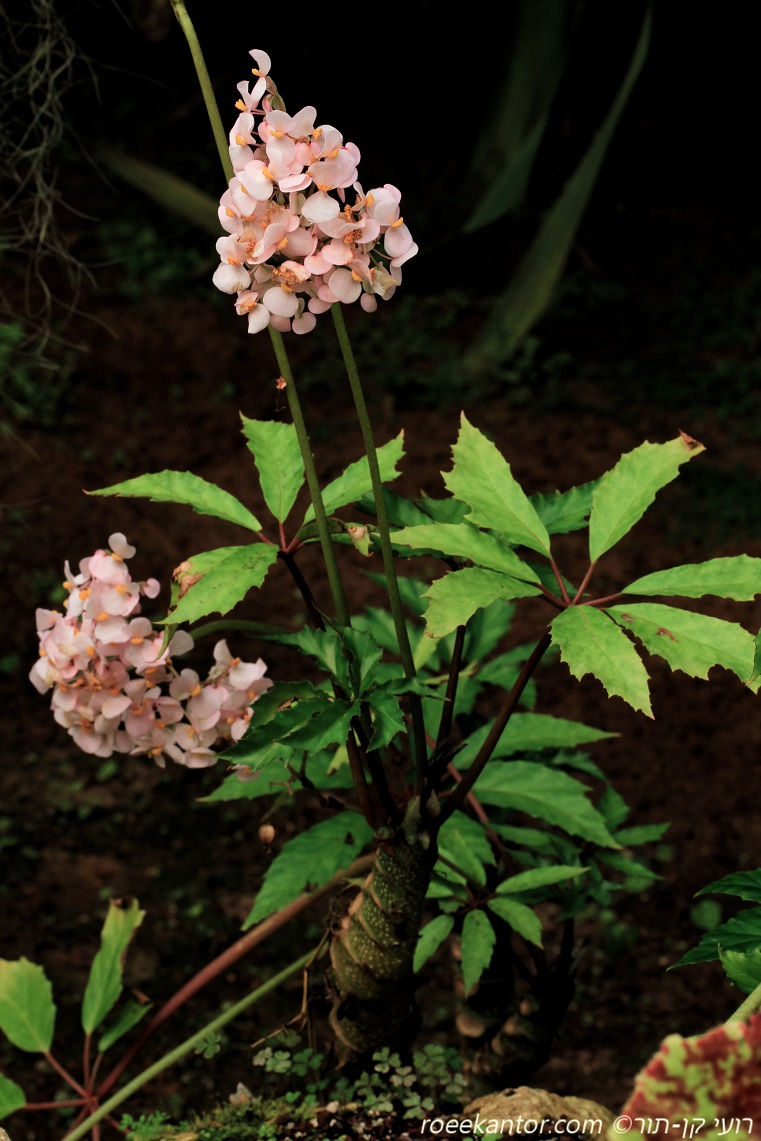 בגוניה שיחית Begonia fruticosa