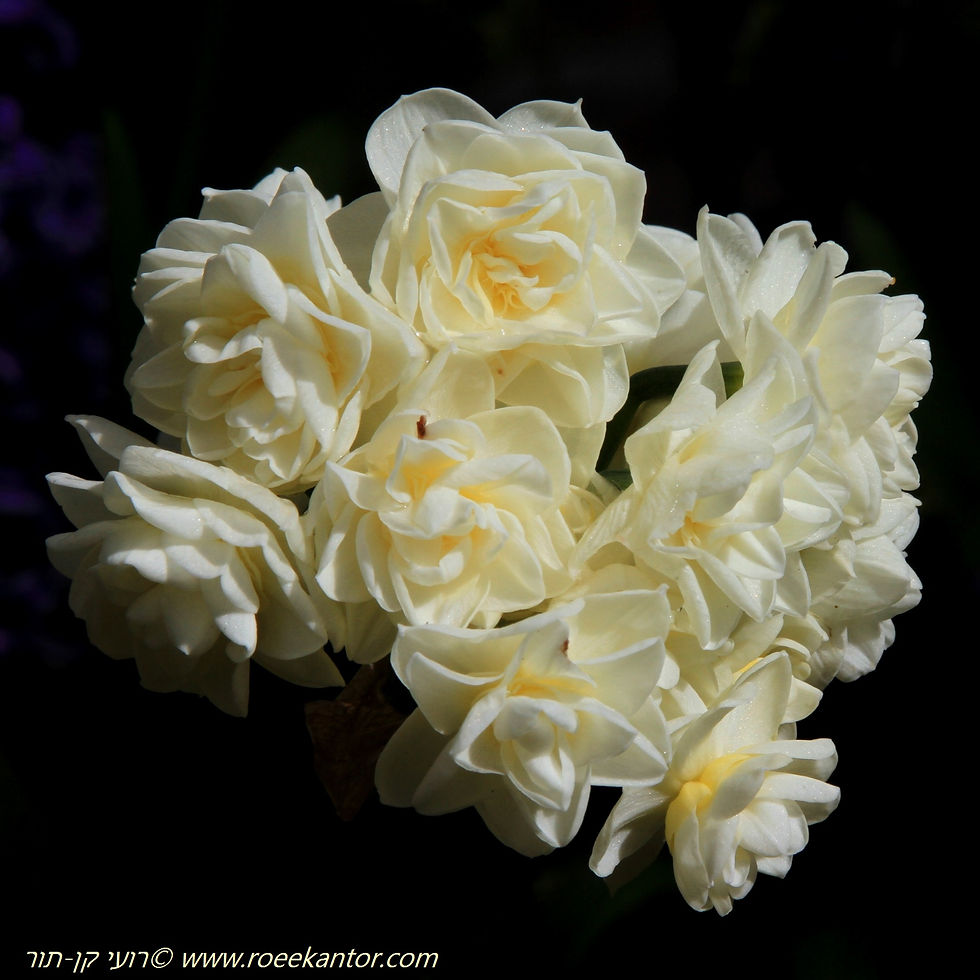 נרקיס 'ארלי צ'יר' Narcissus 'Early Cheer'