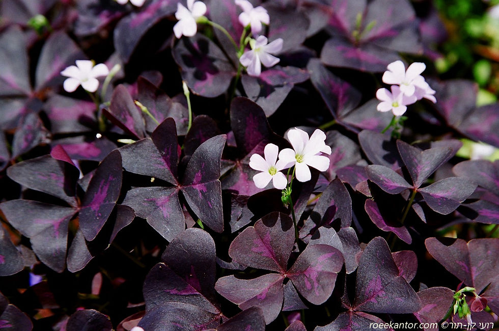 חמציץ משולש Oxalis triangulis