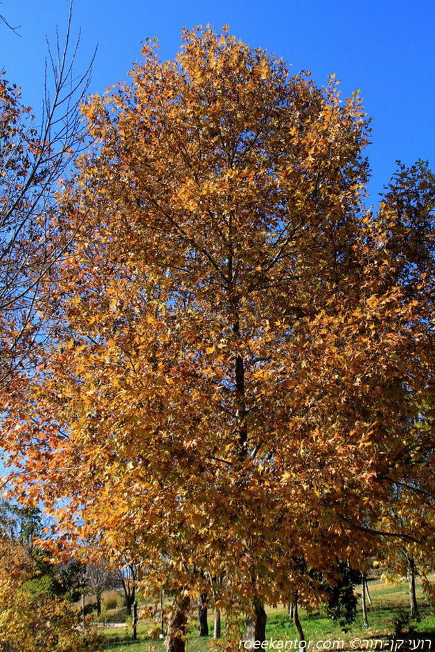 דולב מזרחי Platanus orientalis