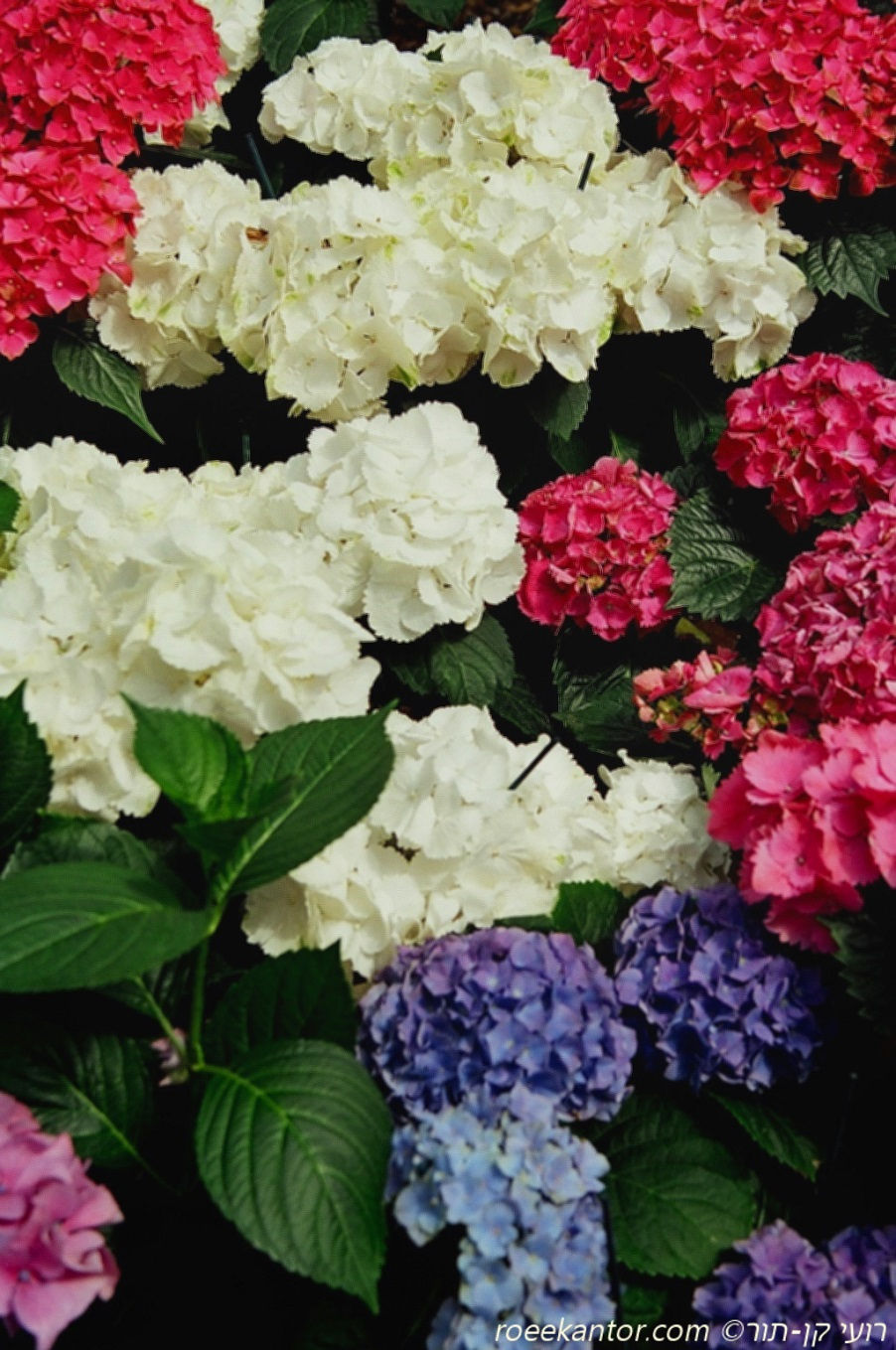 הידרנגאה (הורטנסיה) Hydrangea macrophylla 'Hortensia'