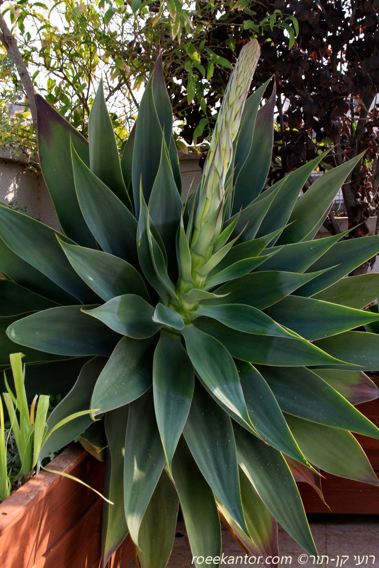 אגבה רכה Agave attenuata
