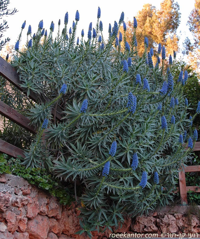 עכנאי הדור Echium fastuosum - candicans.