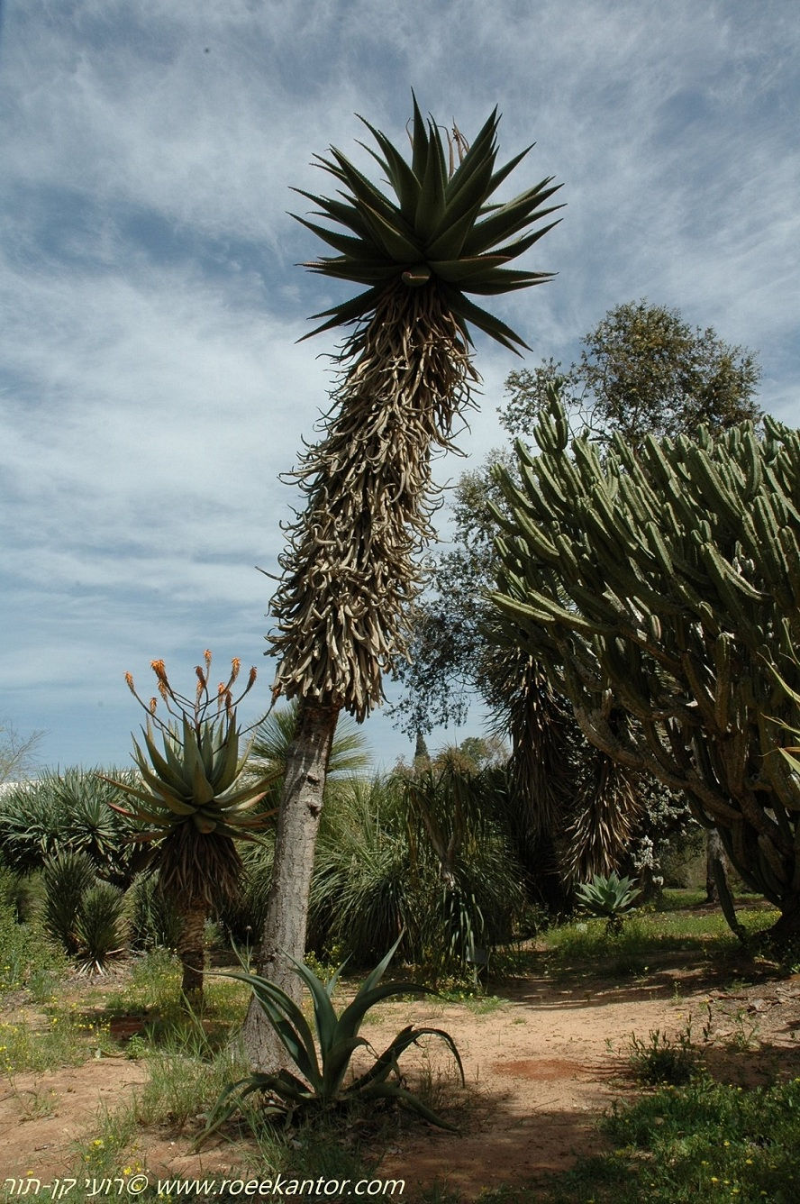 אלוי מרלות Aloe marlothii