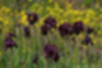 אירוס הארגמן Iris atropurpurea