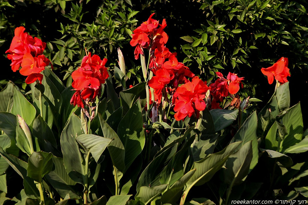 קנה הודית 'בריליאנט' Canna indica 'Brilliant'