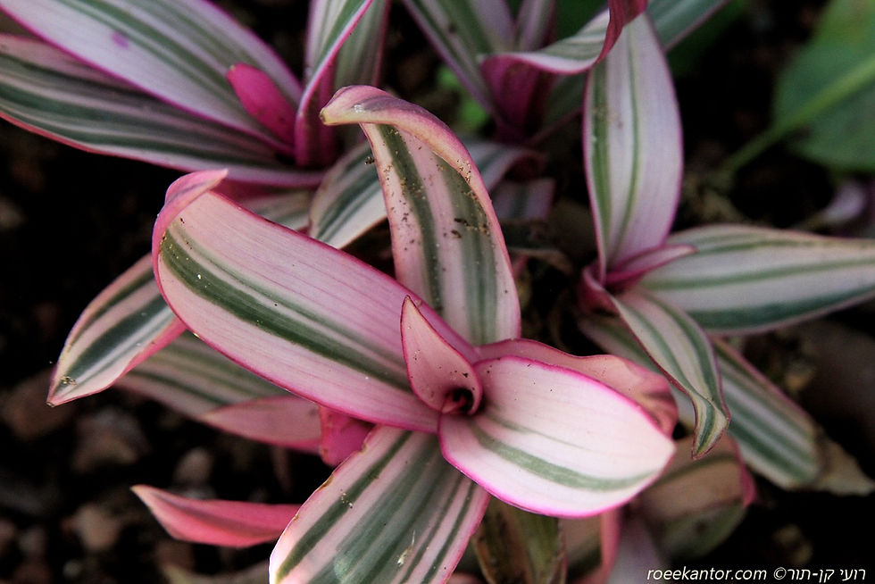 יהודי נודד דו-גוני 'מגוון' Tradescantia spathacea 'Variegata'