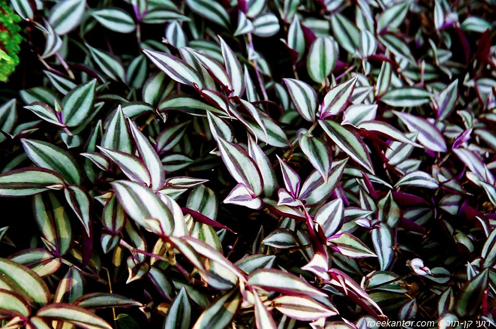 יהודי נודד משתלשל (זברינה) Tradescantia zebrina