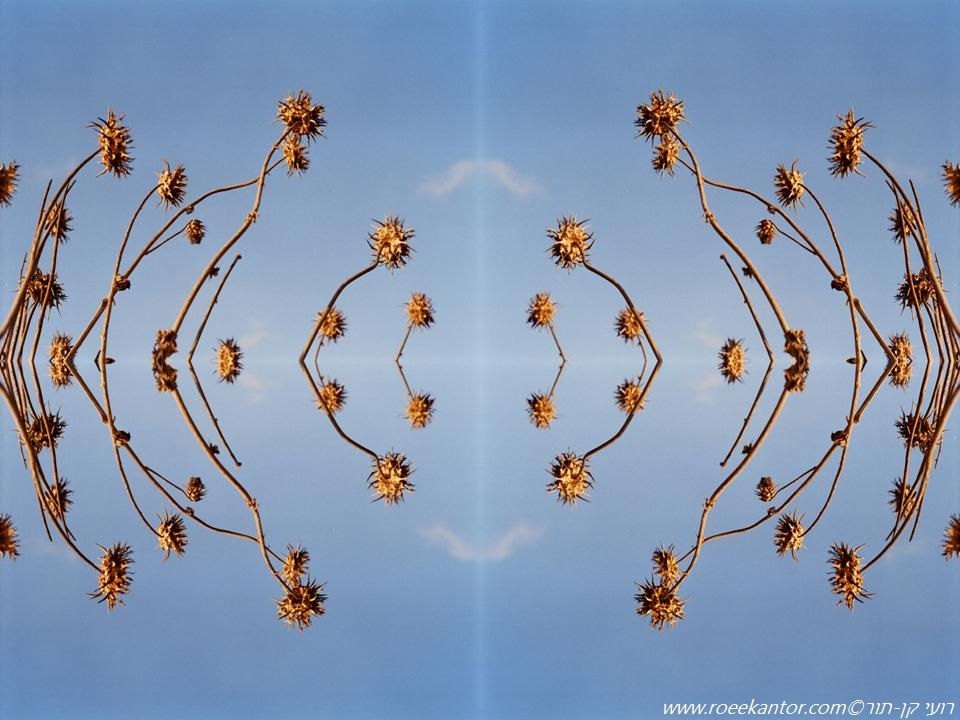 גדילן מצוי Silybum marianum