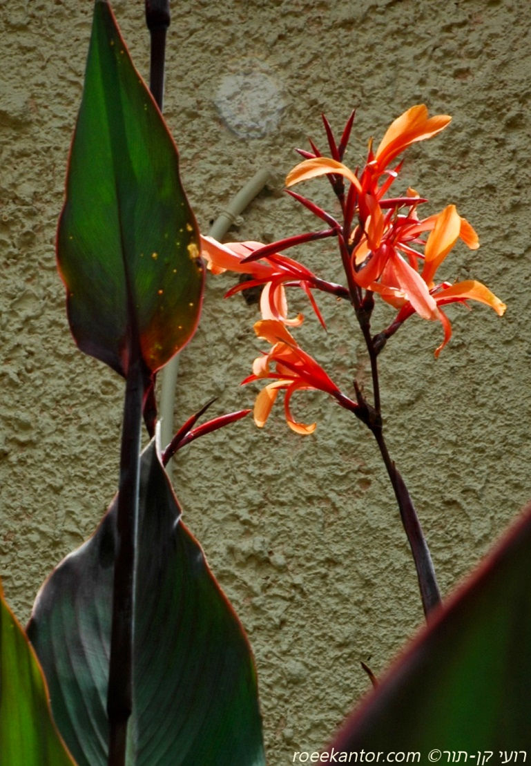 קנה הודית Canna indica