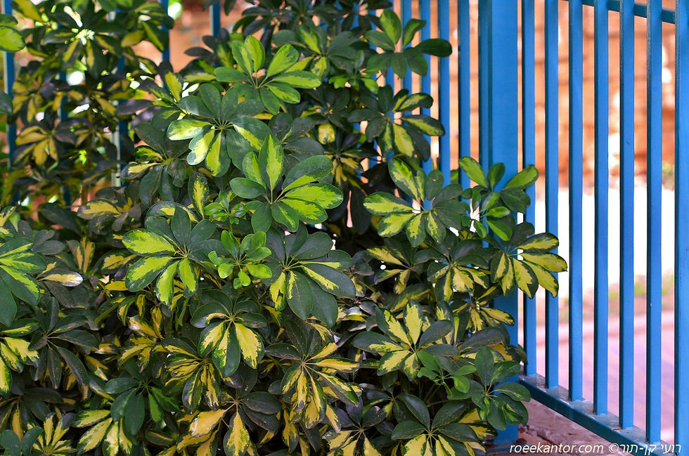 שפלרה שיחנית Schefflera arboricola