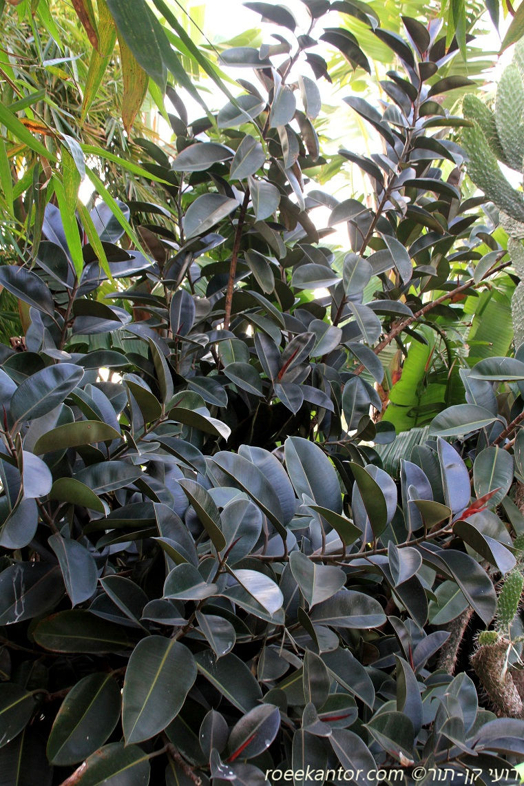 פיקוס גומי 'שחור' Ficus elastica 'Black'