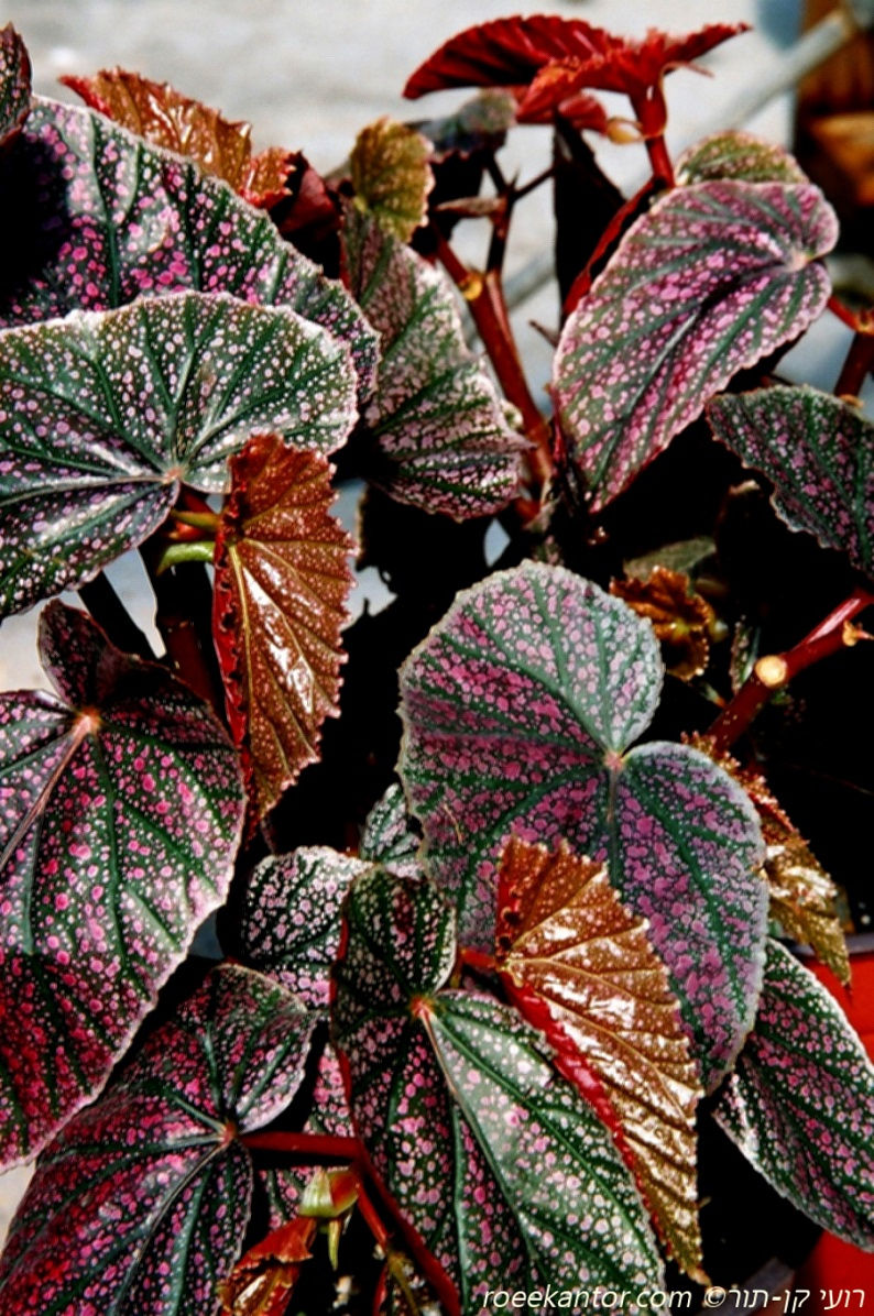 בגוניה מרגריט Begonia x margaritaceae