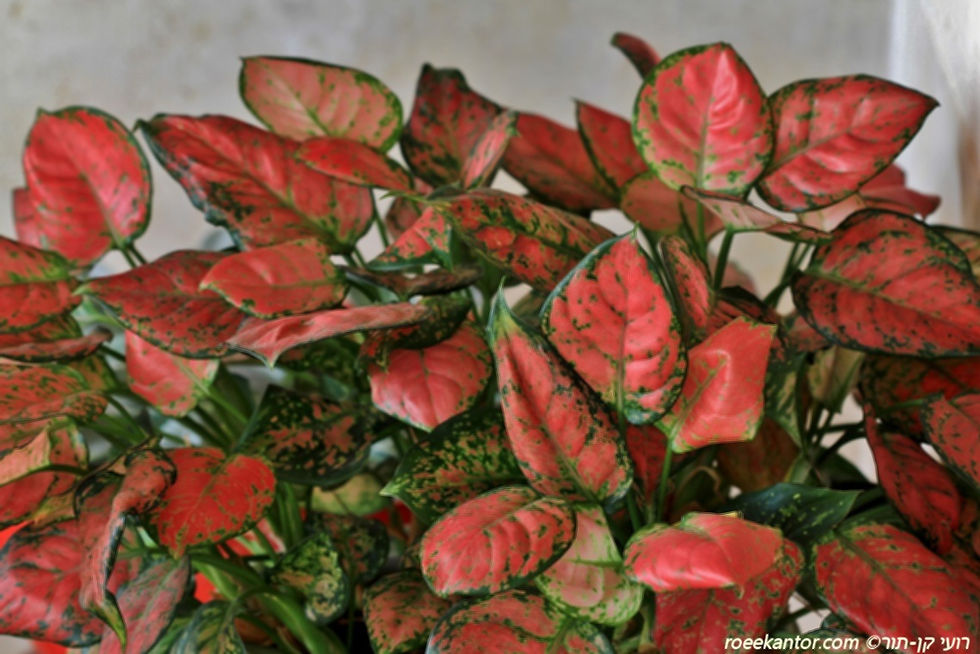 אגלאונמה 'ורודה' Aglaonema