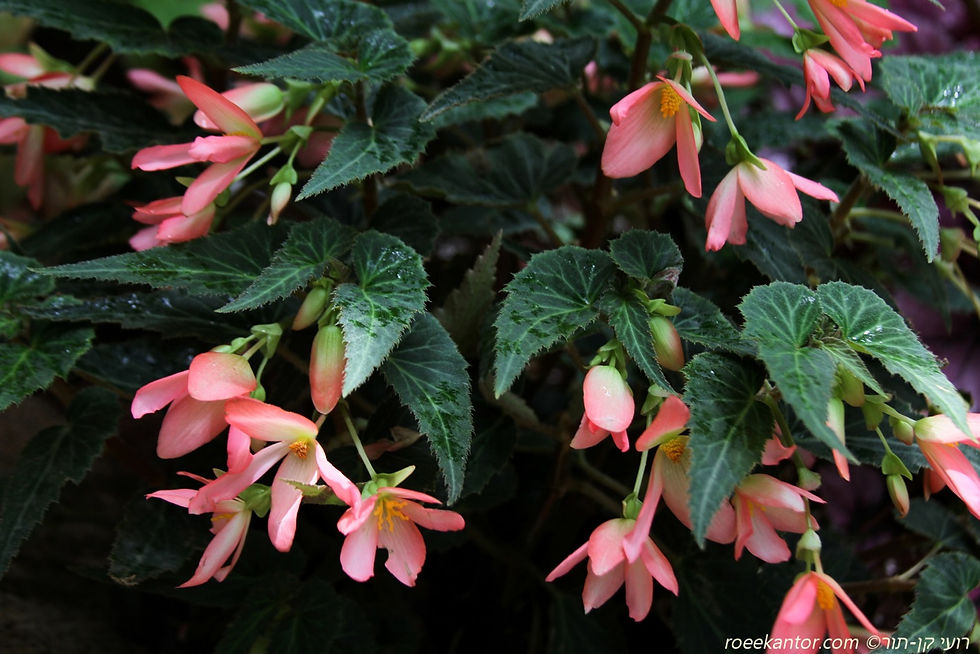 בגוניה 'כנפי דרקון' Begonia 'Dragon Wing'