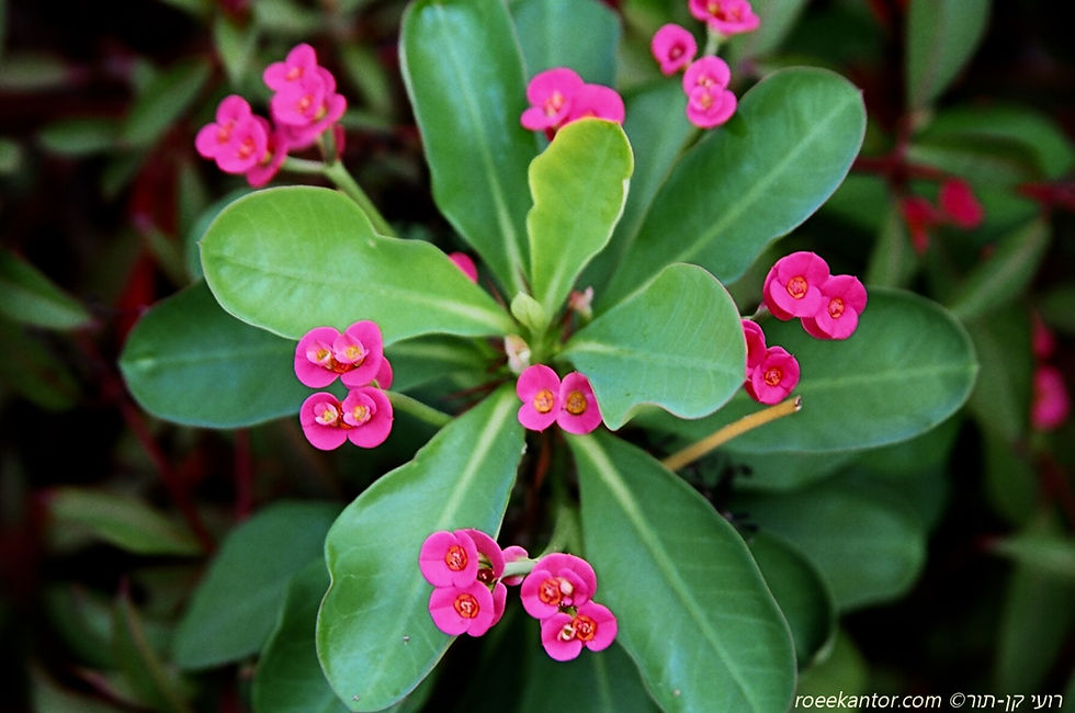 חלבלוב קוצני Euphorbia milii
