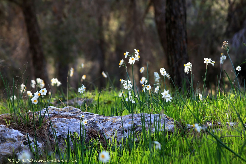 נרקיס מצוי Narcissus tazetta